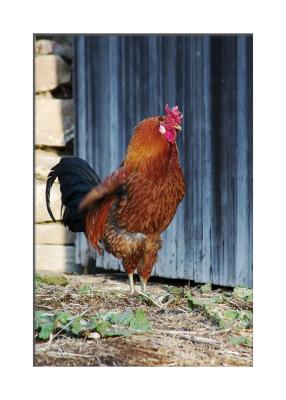 Rooster w/ Attitude