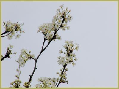 SpringBlossoms.jpg