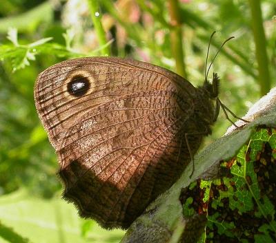 Common Wood-Nymph -- Cercyonis pegala nephele