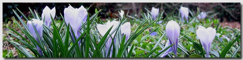 Signs of Spring