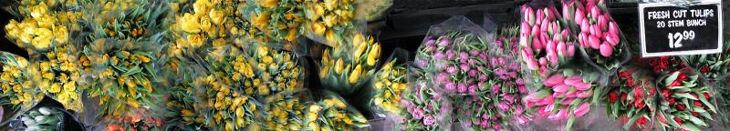 Tulips for Sale