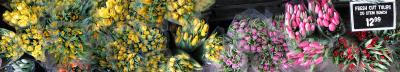 Tulips for Sale