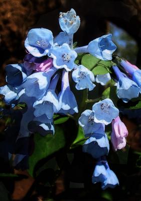 The Ring of Virginia Bluebells