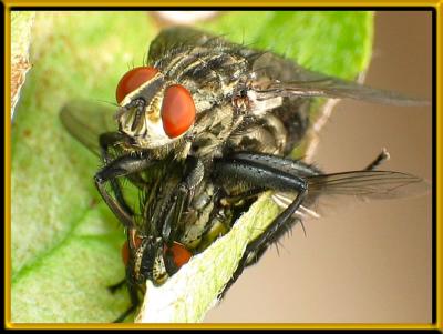 How life beggins in a fly's world.
