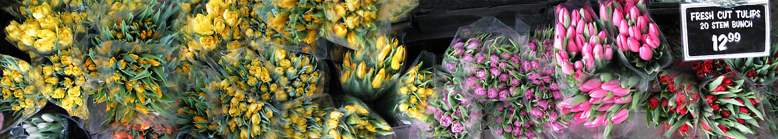 Tulips for Sale