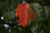 IMG_1399.JPG
