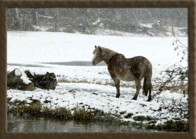 Horse in Snow