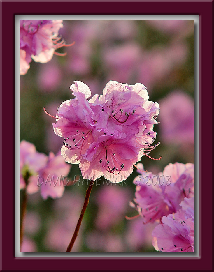Royal Azalea