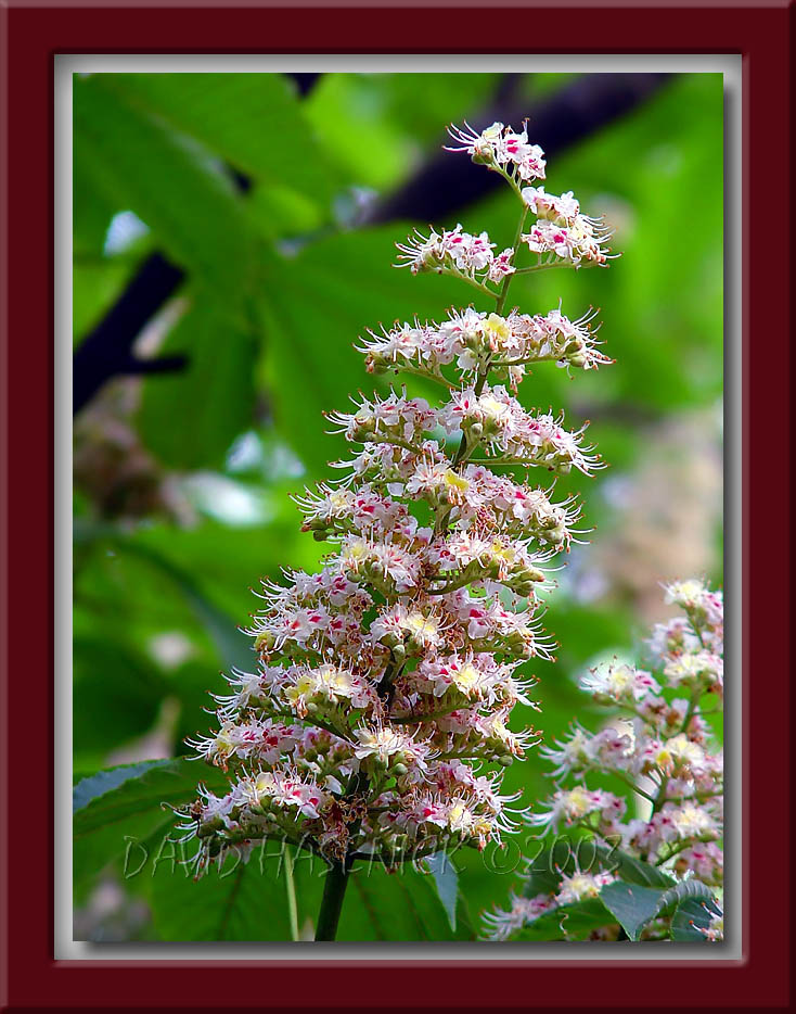 Horse Chestnut