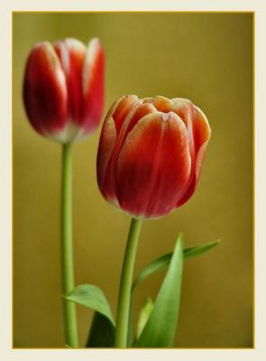 two two tone tulips 1.jpg