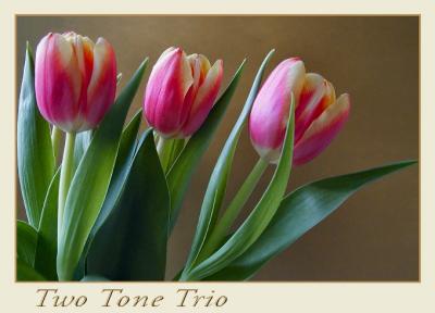 two tone trio 11.jpg