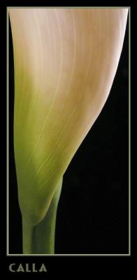 Calla with text1.jpg