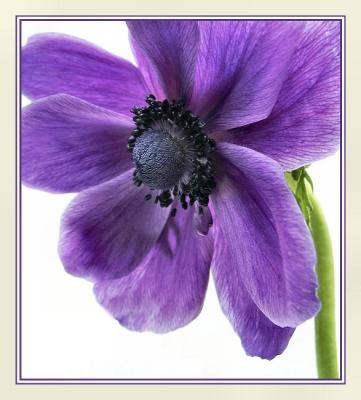 Purple Anemone1.jpg