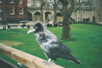 An encounter with a raven.  It is said that if they leave the tower, the walls will crumble and London is destroyed.