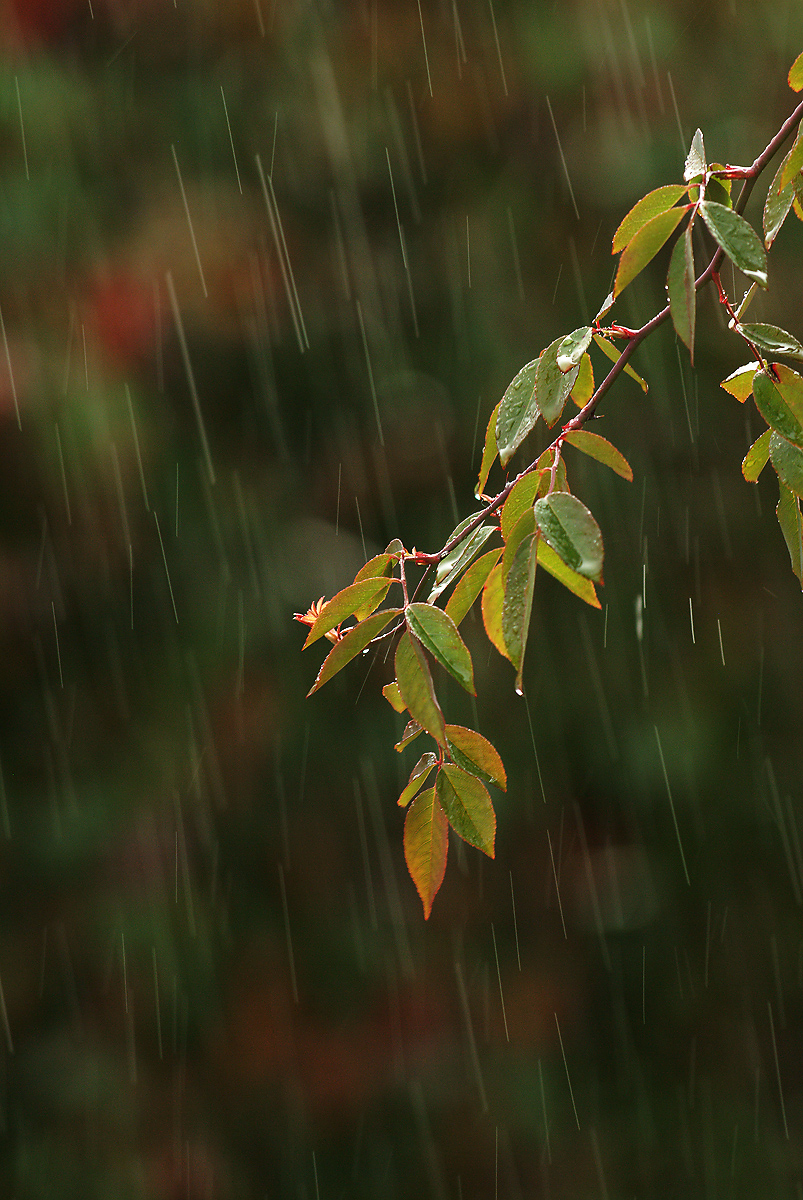 DSCF5794_Rain Shower.JPG