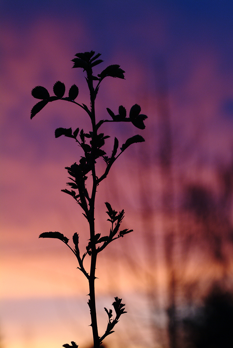 DSCF6101_bokeh.JPG
