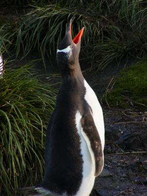 Gentoo penguin calling