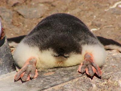 u24/deseml/medium/14523023.GentooPenguinfromtherearcopy.jpg