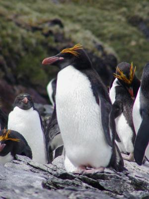u24/deseml/medium/14523037.Macaronipenguinscopy.jpg