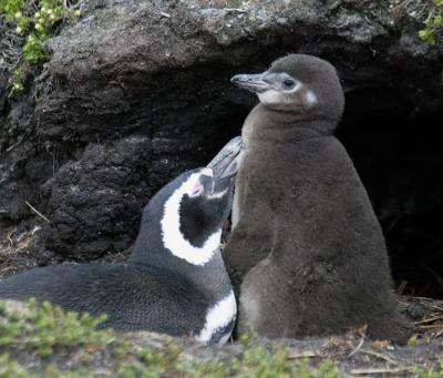 Magellanic penguin and chick