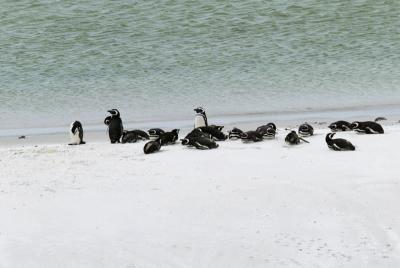 Magellanic penguins on the beach in the Falklands