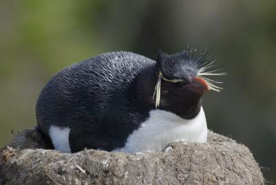 Rockhopper penguin on nest