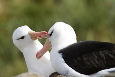 Black-browed albatross pair