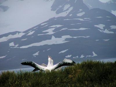 Wandering albatrosses displaying