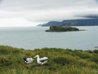 Wandering albatross pair at nest