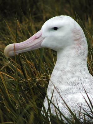 Wandering albatross portrait