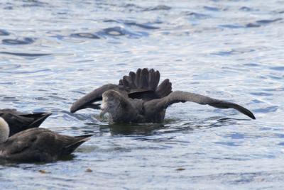 Southern Giant petrel threat display