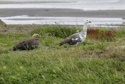 Upland goose pair