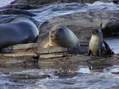 Seals and Sea Lions