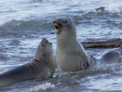 Elephant seals fighting