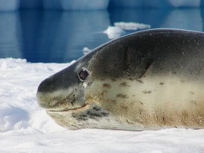 Leopard seal smile