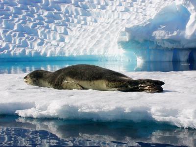 Leopard seal on ice