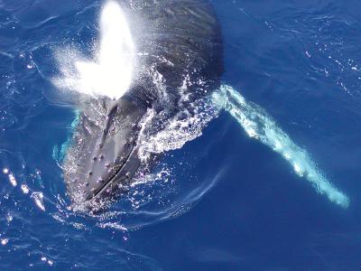 Humpback whale spouting