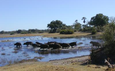 Cape Buffalo herd