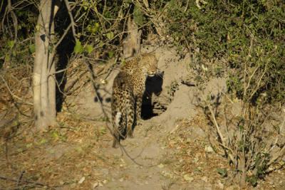 Is there something edible in the termite mound hole?