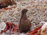 Adelie penguin chick