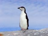 Chinstrap penguin