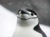 Chinstrap penguin