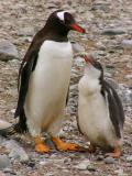 Gentoo penguin and chick