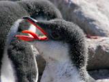 Gentoo penguin chick with amazing tongue
