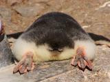 Gentoo penguin chick from the rear