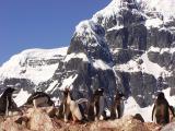 Gentoo penguin colony