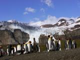 King penguin colony and glacier