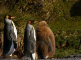King penguin pair with chick