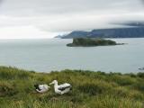 Wandering albatross pair at nest