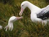 Wandering albatross pair greeting